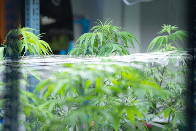 Cannabis in der Wachstumsphase – das musst Du wissen