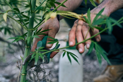 Cannabis beschneiden (Pruning)