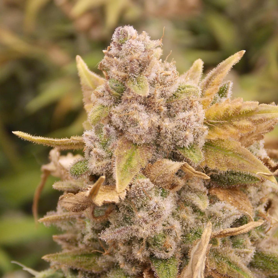 Platinum Chunck Cookies Steckling Steckling Lucky Hemp