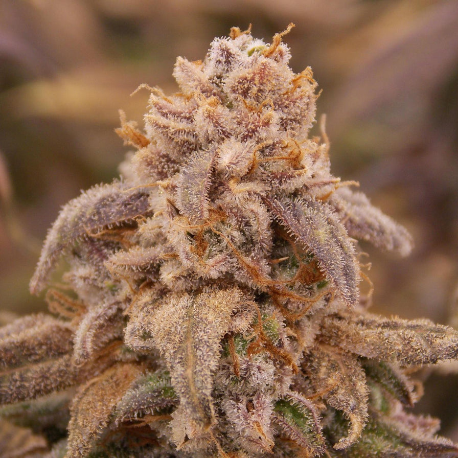 Platinum Chunck Cookies Steckling Steckling Lucky Hemp