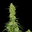 Amnesia Haze Steckling Steckling Lucky Hemp