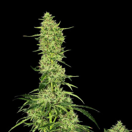 Amnesia Haze Steckling Steckling Lucky Hemp