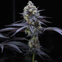 Apples & Bananas Samen Feminisiert Samen Lucky Hemp