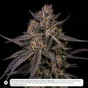 Apples & Bananas Steckling Steckling Lucky Hemp