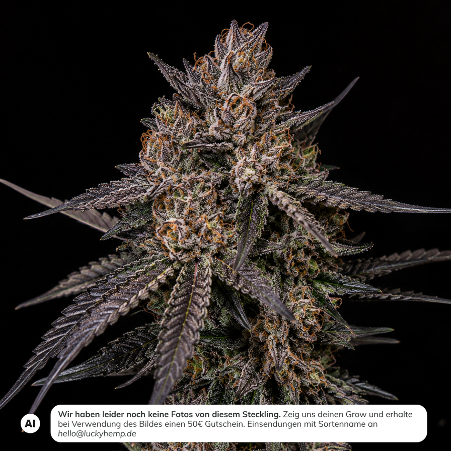 Apples & Bananas Steckling Steckling Lucky Hemp