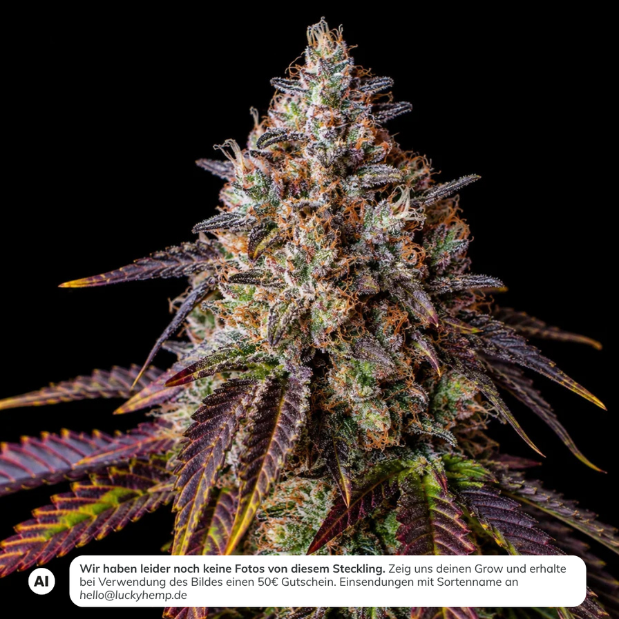 Gelato #41 Steckling Steckling Lucky Hemp