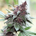 Tropicanna Poison Steckling Steckling Lucky Hemp