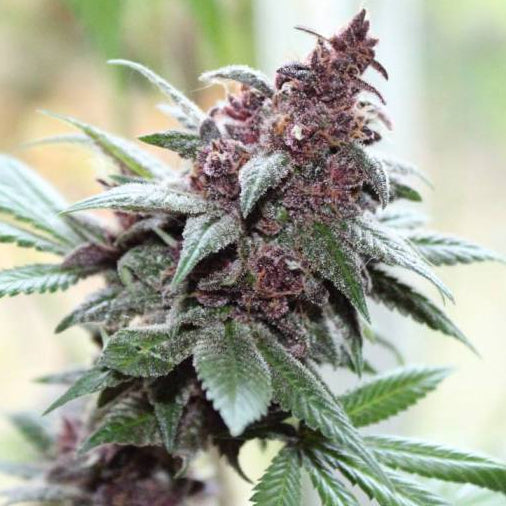 Tropicanna Poison Steckling Steckling Lucky Hemp