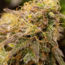 Caramel Cream Steckling Steckling Lucky Hemp
