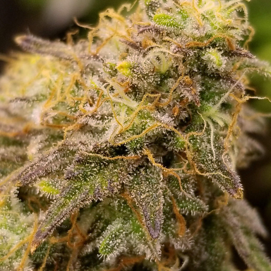 Caramel Cream Steckling Steckling Lucky Hemp
