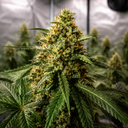 3 Chems Steckling Steckling Lucky Hemp