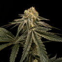 Dante’s Inferno Steckling Steckling Lucky Hemp