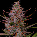Purple Frost Steckling Steckling Lucky Hemp
