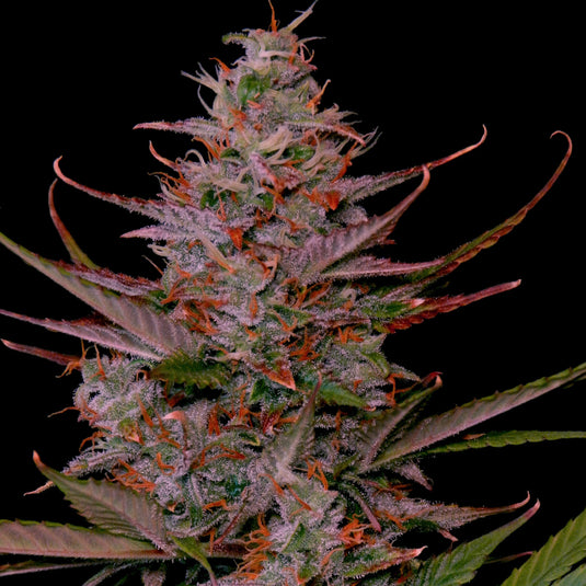 Purple Frost Steckling Steckling Lucky Hemp