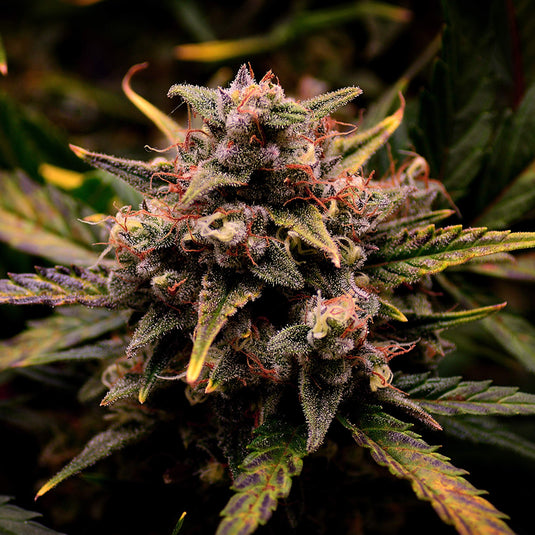 Mandarin Cookies Steckling Steckling Lucky Hemp