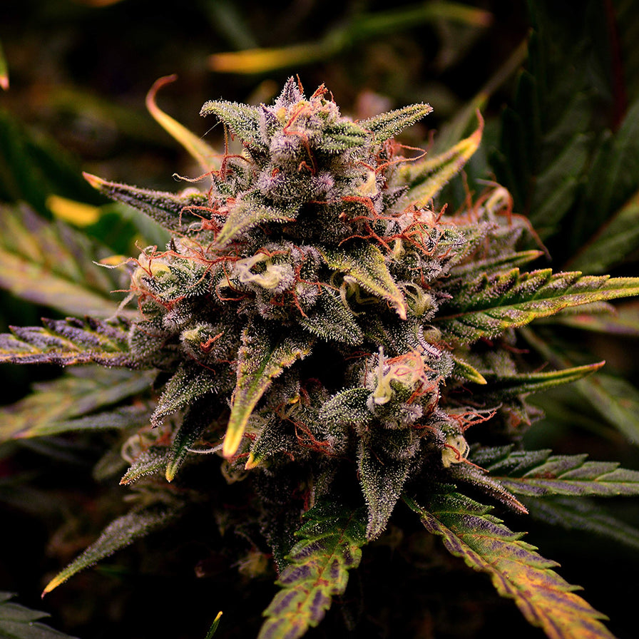 Mandarin Cookies Steckling Steckling Lucky Hemp