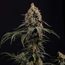 High THC Steckling Set Steckling Lucky Hemp
