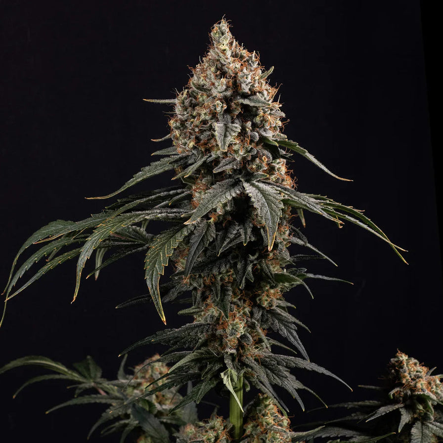 High THC Steckling Set Steckling Lucky Hemp