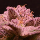 Blueberry Samen Automatik Samen Lucky Hemp   