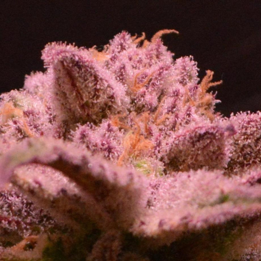 Blueberry Samen Automatik Samen Lucky Hemp   