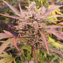 High THC Samen Set Feminisiert Samen Lucky Hemp