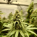 Amnesia Samen Automatik Samen Lucky Hemp