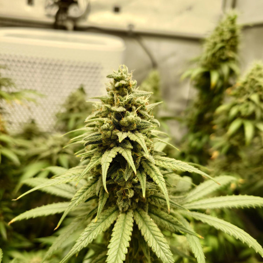 Amnesia Samen Automatik Samen Lucky Hemp