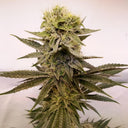Amnesia Samen Automatik Samen Lucky Hemp