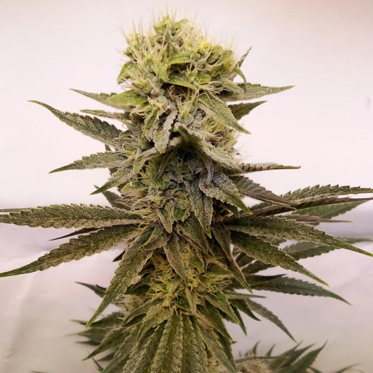 Amnesia Samen Automatik Samen Lucky Hemp