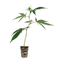 Tropical Gelato Steckling Steckling Lucky Hemp