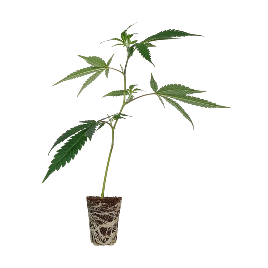 Tropical Gelato Steckling Steckling Lucky Hemp