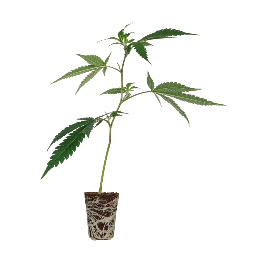 Tropical Gelato Steckling Steckling Lucky Hemp