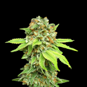 3x Amnesia Haze Samen Feminisiert Samen Lucky Hemp