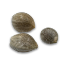 3x Amnesia Haze Samen Feminisiert Samen Lucky Hemp