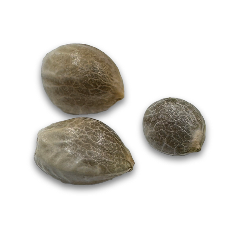 3x Amnesia Haze Samen Feminisiert Samen Lucky Hemp