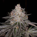 Apple Fritter Steckling Steckling Lucky Hemp