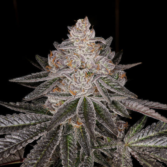 Apple Fritter Steckling Steckling Lucky Hemp
