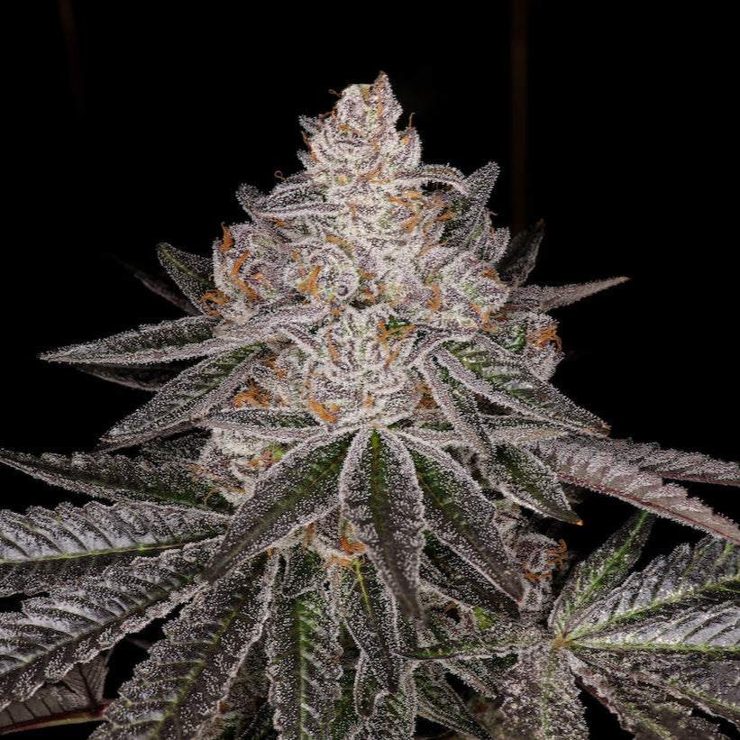 Apple Fritter Steckling Steckling Lucky Hemp