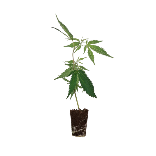 Tropicanna Poison Steckling Steckling Lucky Hemp