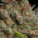 Banana Kush Samen Feminisiert Samen Lucky Hemp