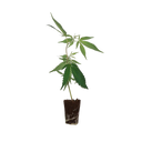 Cap Junky Steckling Steckling Lucky Hemp