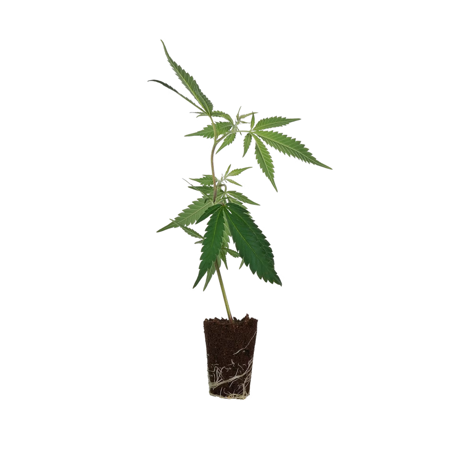 Cap Junky Steckling Steckling Lucky Hemp