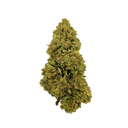 Blueberry Haze Ökopack Blüten Lucky Hemp