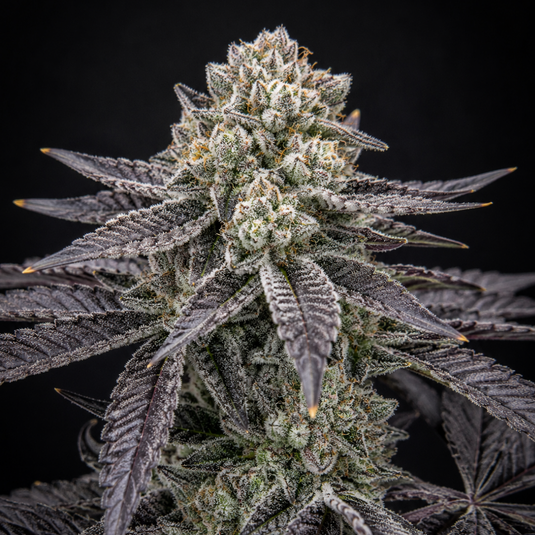 Cap Junky Steckling Steckling Lucky Hemp