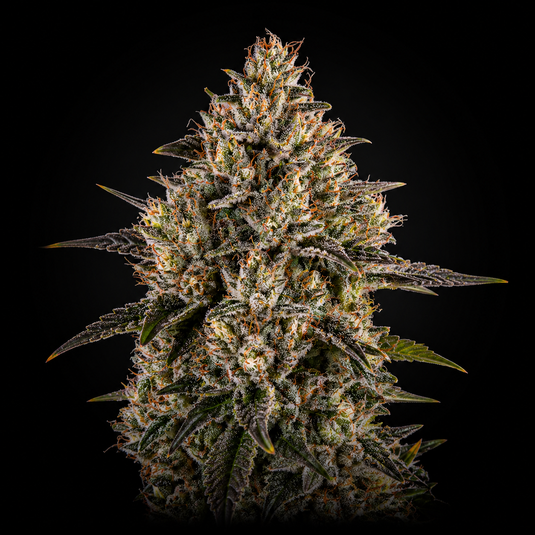 Gelato 33 Samen Feminisiert Samen Lucky Hemp