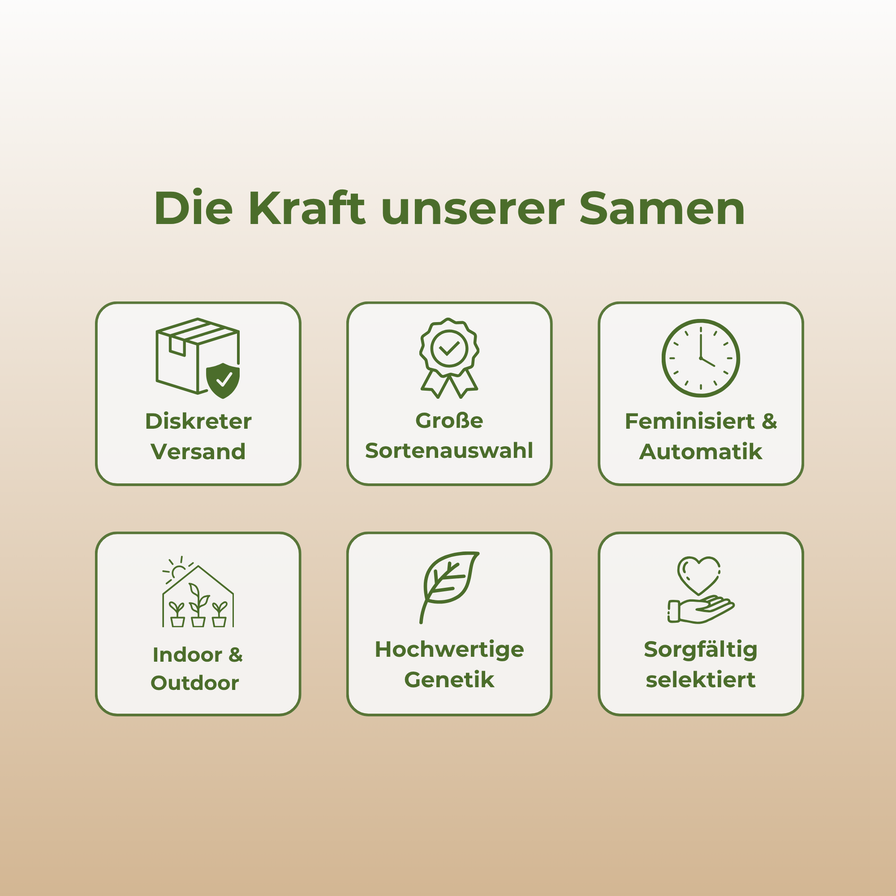 Chemdawg Samen Feminisiert Samen Lucky Hemp
