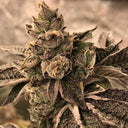 Cookies & Cream Samen Feminisiert Samen Lucky Hemp