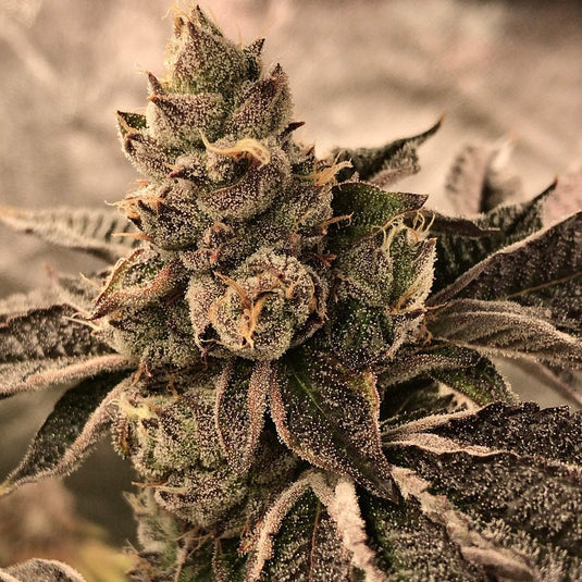 Cookies & Cream Samen Feminisiert Samen Lucky Hemp
