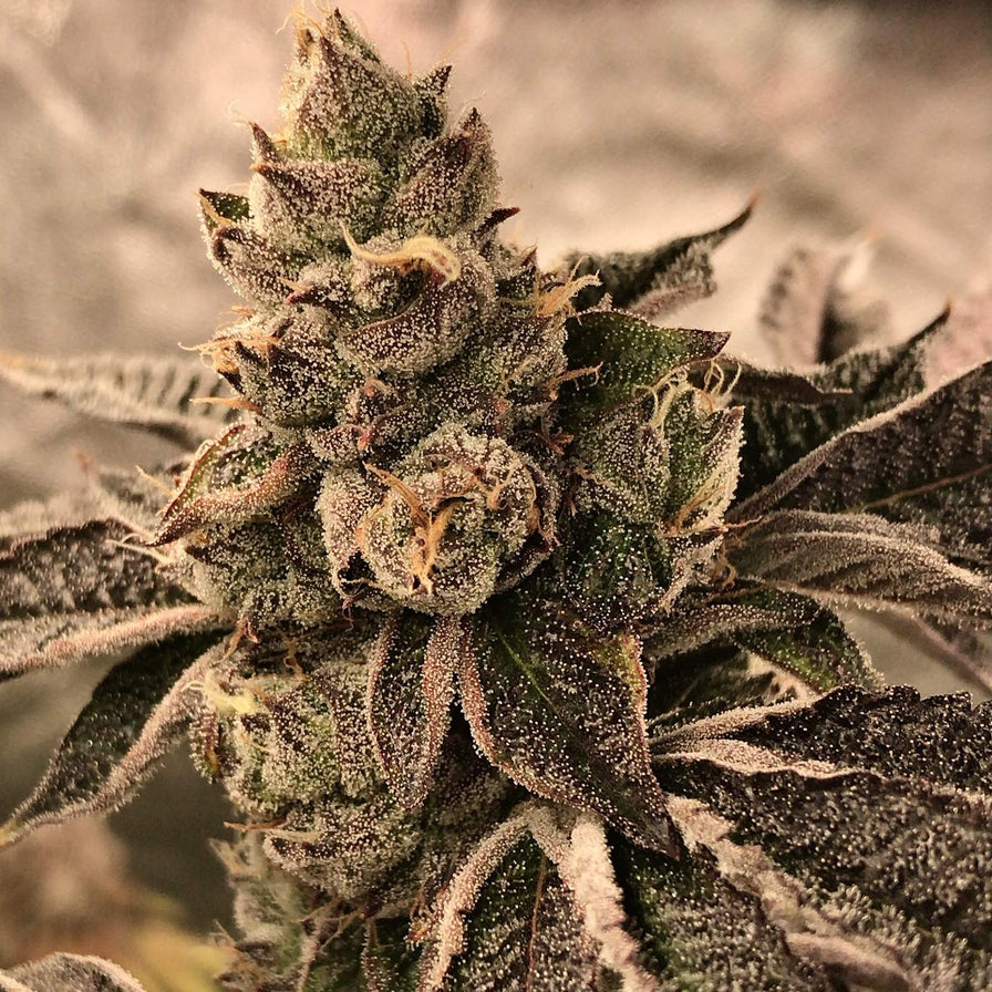 Cookies & Cream Samen Feminisiert Samen Lucky Hemp
