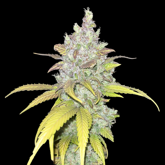 Cookies Samen Automatik Samen Lucky Hemp